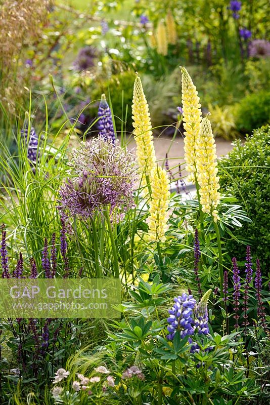 Perennial planting with Allium hollandicum 'Purple Sensation', Salvia 'Caradonna' and yellow Lupin in Cruse Bereavement Care: 'A Time for Everything' - RHS Chatsworth Flower Show 2017 - Designer: Neil Sutcliffe - Sponsor: London Stone