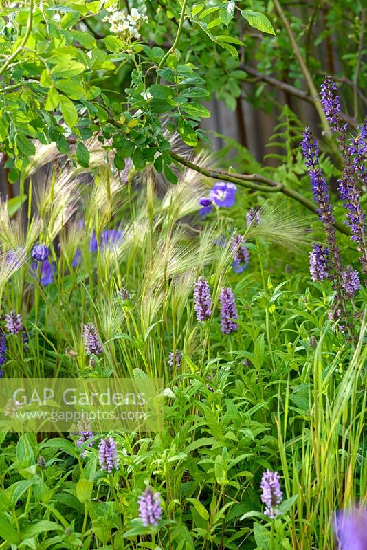 Purple salvia, opium poppies, grasses - The Brewin Dolphin Garden - RHS Chatsworth Flower Show 2017 - Designer: Jo Thompson - Best Free Form Garden