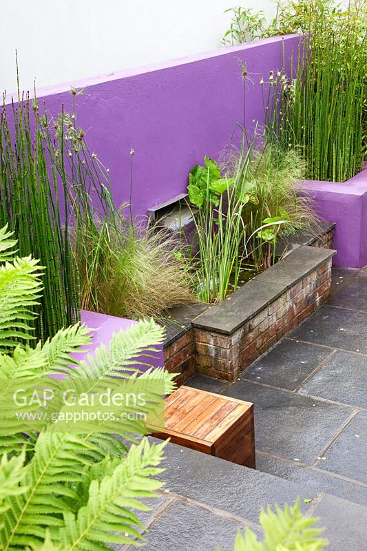 Waterfall water feature in purple painted wall planted with Marsh marigold - Caltha palustris. Raised concrete beds contain Equisetum japonicumon - Horsetail and Stipa tenuissima.