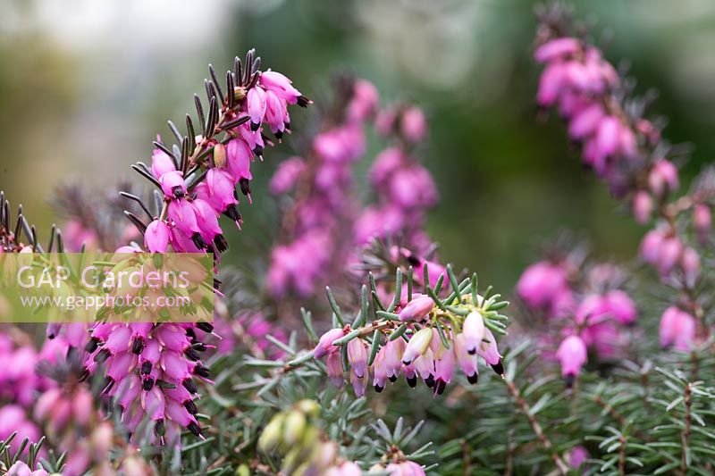 Erica x darleyensis 'Kramer's Rote'