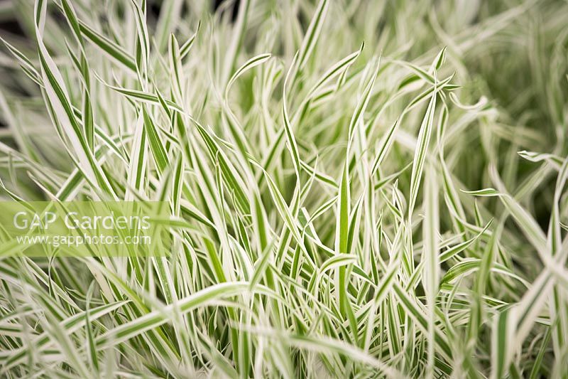 Holcus mollis 'Albovariegatus' variegated creeping soft grass 