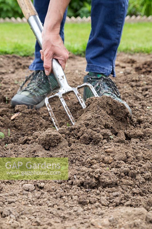 Digging over soil with fork