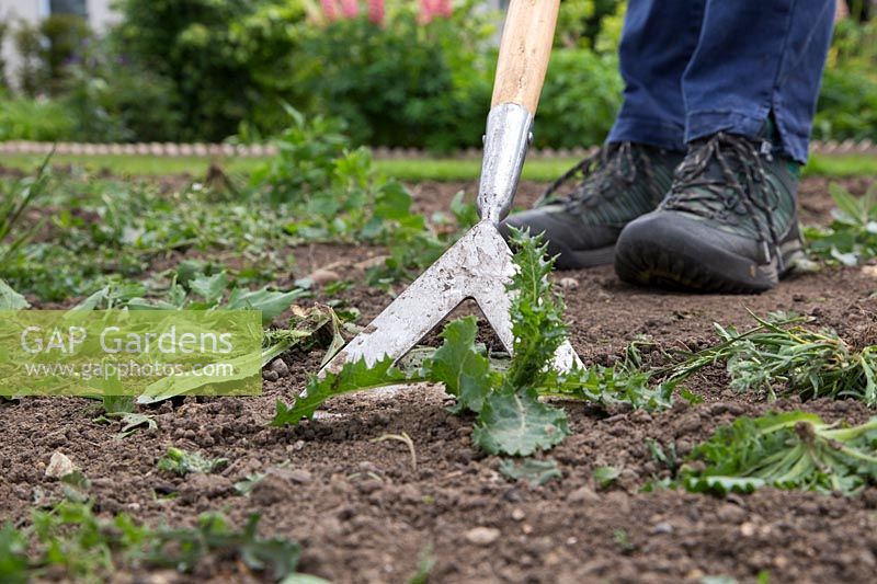 Hoeing weeds