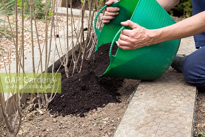 Adding soil improver as mulch to newly planted Ligustrum ovalifolium