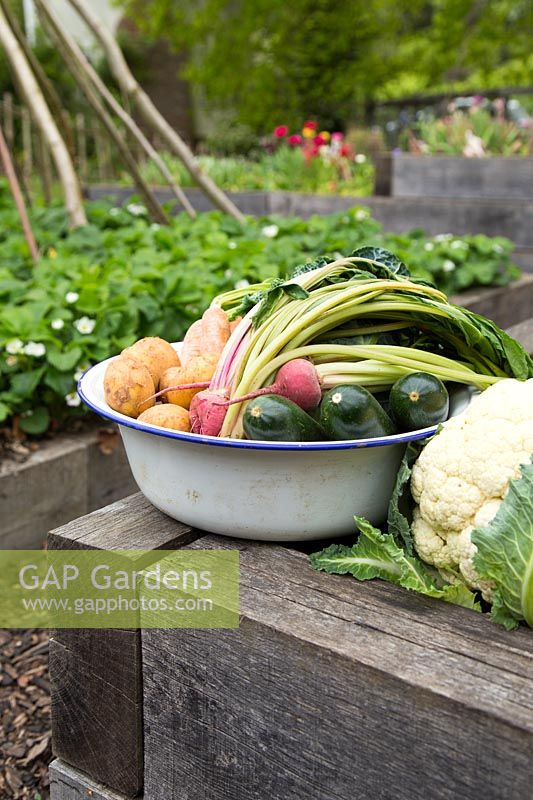 Home grown harvested vegetables including, Potatoes, Carrots, Beetroot, Courgettes and Cauliflower