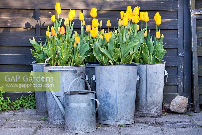 Tulipa 'Conqueror' and Tulipa 'Mystic Garant' in containers