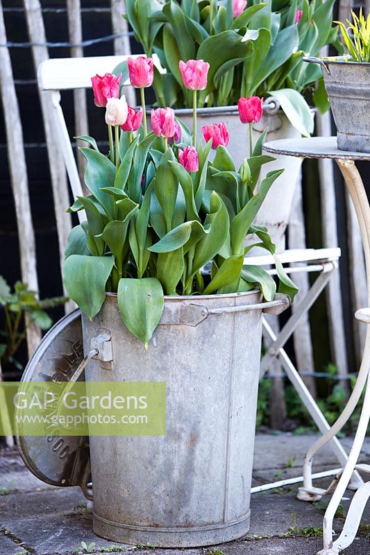 Metal pot planted with Tulipa triumph 'Hemisphere'.