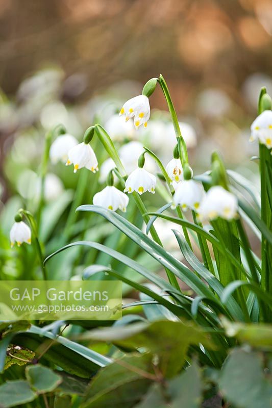 Leucojum vernum