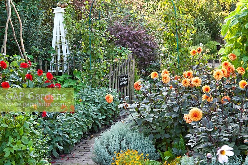 Kitchen garden in late summer with herb and vegetable borders and dahlias. Tagetes tenuifolia 'Gnom', Dahlia 'David Howard',  Dahlia 'Garden Miracle', Santolina chamaecyparissus andrunner beans. Design: Alie Stoffers