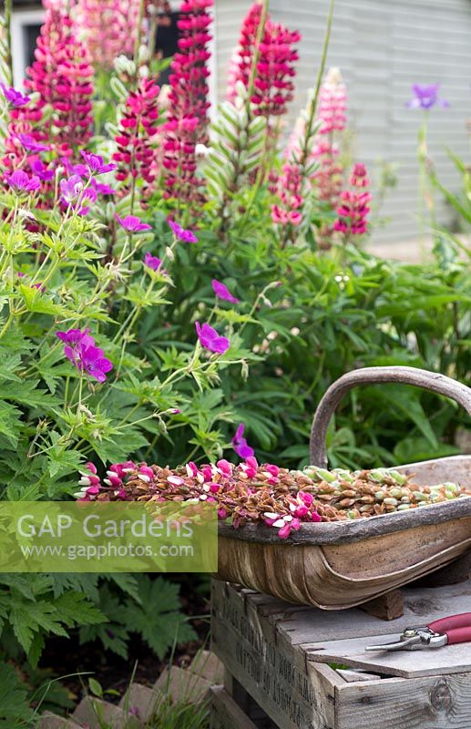 Lupinus Russell Hybrids in wooden basket after being deadheaded