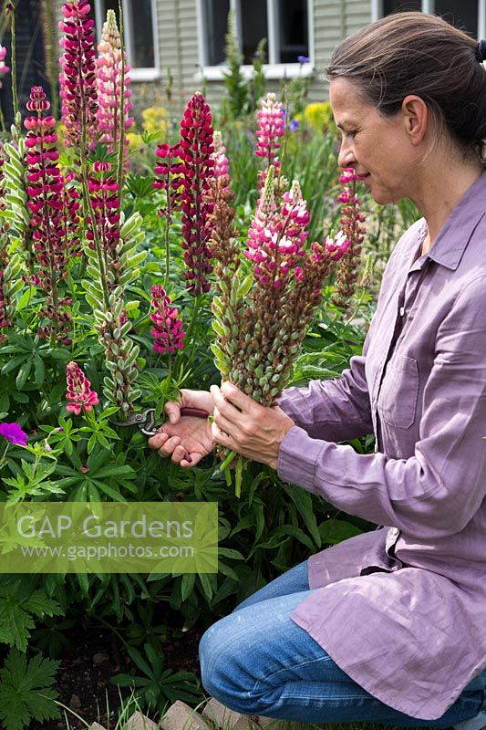 Deadheading Lupinus Russell Hybrids