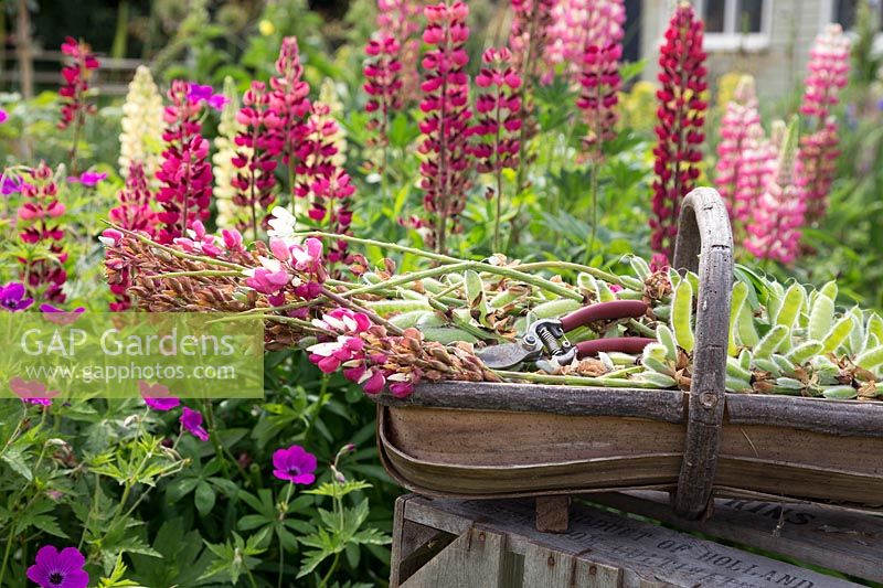 Lupinus Russell Hybrids in wooden basket after being deadheaded