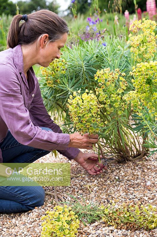 Cutting back flower stems of Euphorbia characias subsp. Wulfenii