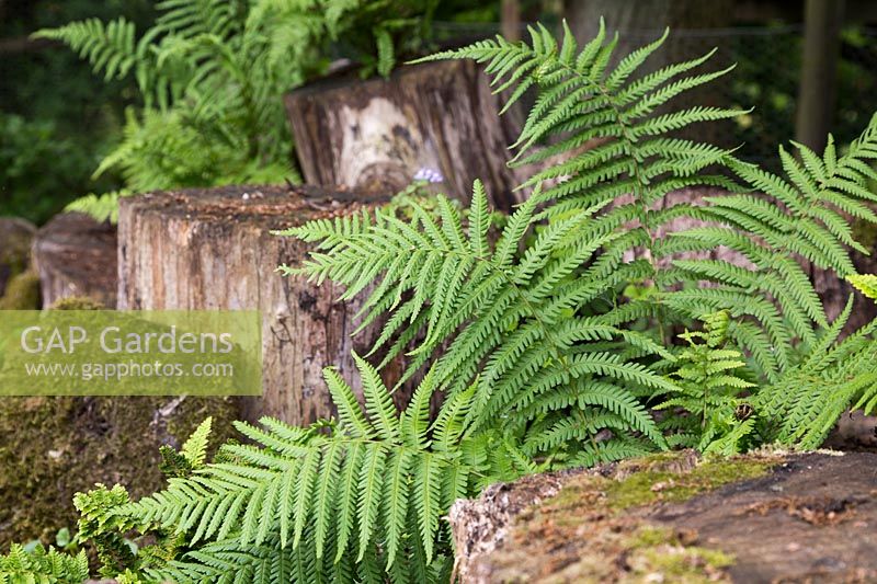 Fernery in woodland area