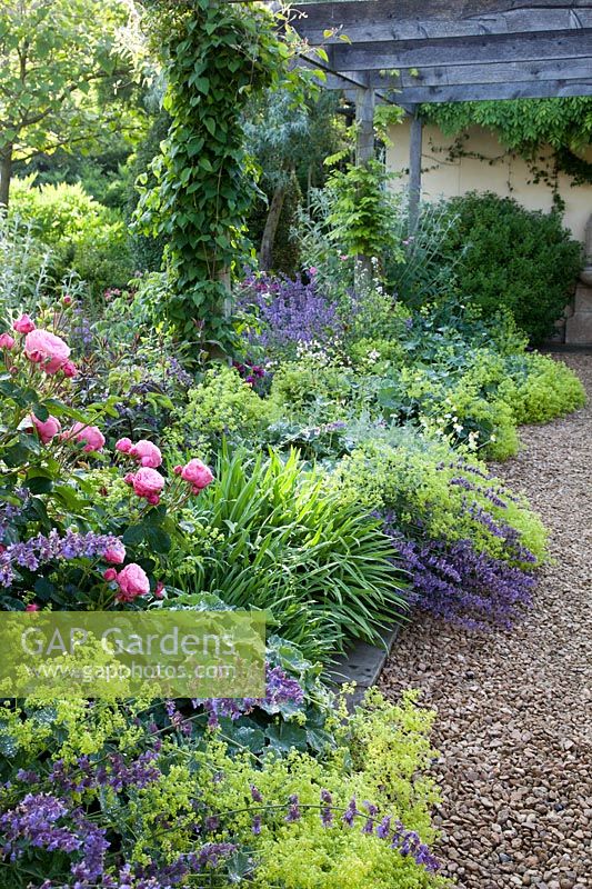 Nepeta 'Six Hills Giant', Alchemilla mollis    and Rosa in border under wooden arbour