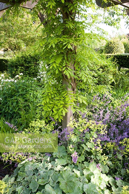 Nepeta 'Six Hills Giant' and Alchemilla Mollis growing at base of wooden arbour, with wisteria foliage