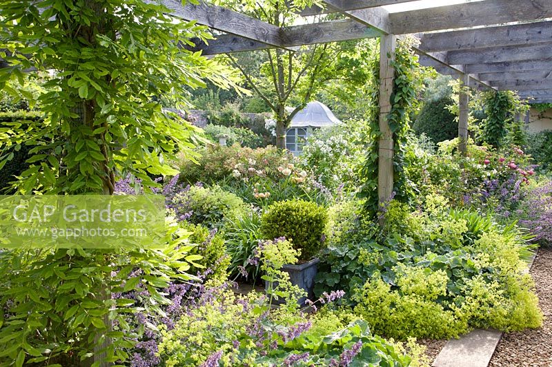 Clipped topiary ball in container, Nepeta 'Six Hills Giant' and Alchemilla mollis and Rosa in dappled light under wooden arbour