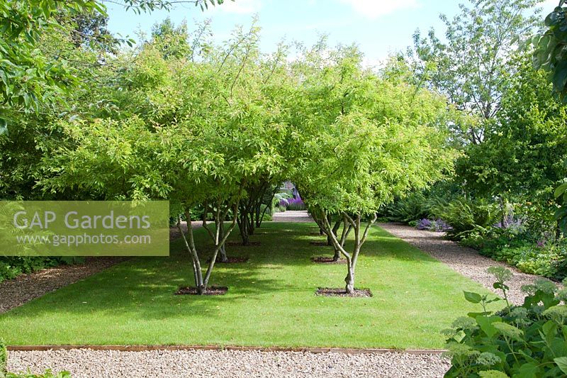 Malus toringo 'Sargentii' - Crab apple trees planted in decorative rows