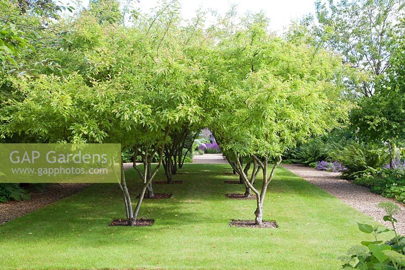 Malus toringo 'Sargentii' - Crab apple trees planted in decorative rows