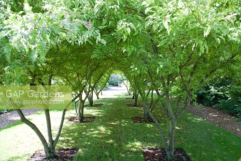 Malus toringo 'Sargentii' - Crab apple trees planted in decorative rows