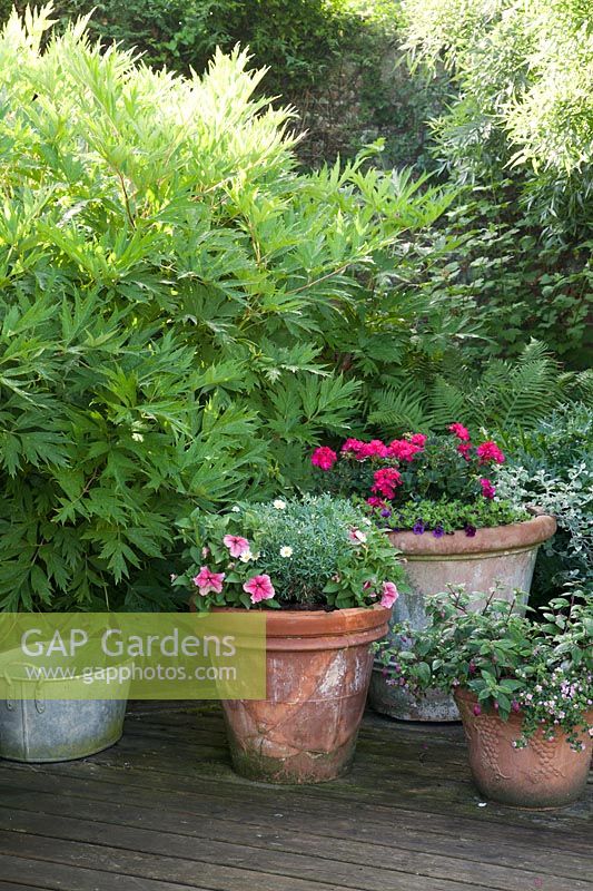 Decorative mixed containers and vintage metal tub on decked patio