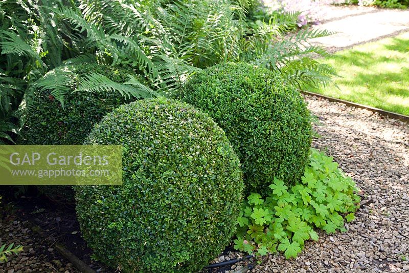 Clipped box balls with ferns and geranium