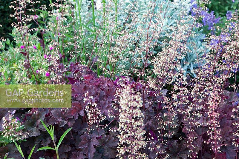 Heuchera in Summer border