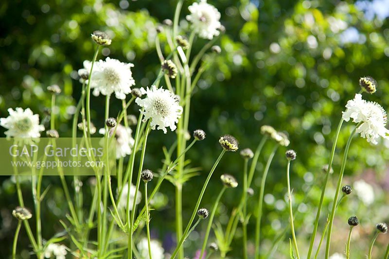 Cephalaria gigantea 