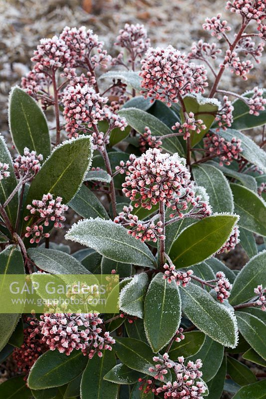 Skimmia japonica 'Rubella'