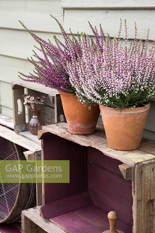 Vintage wooden crate storage with potted heathers