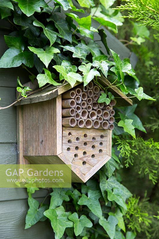 An insect house mounted on the side of a shed coated in Ivy