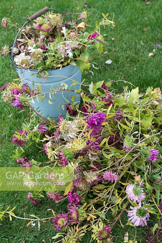 Callistephus chinensis - Spent Aster giant single andrella mixed flowers dug up from the garden - October - Oxfordshire