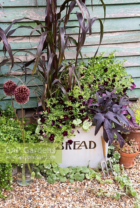 Floral arrangement in vintage Bread tin with Bacopa 'Snowflake', Pennisetum glaucum 'Purple Majesty', Ipomoea batatas 'Bright Ideas Black', Calibrachoa 'Can-Can Black Cherry' and Allium 'Red Mohican'