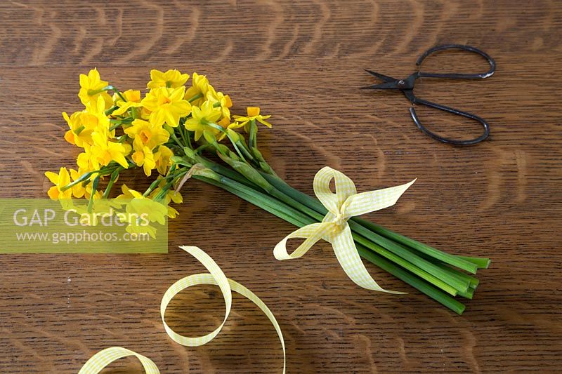 Freshly picked Narcissus 'Grand Soleil d'Or' tied with yellow ribbon