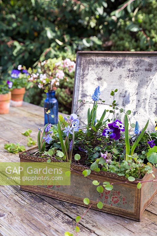 Spring arrangement with Viola and Scilla in vintage box