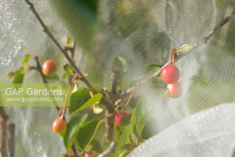 Young Morello cherries, protected from birds with plastic mesh, Wales, UK.