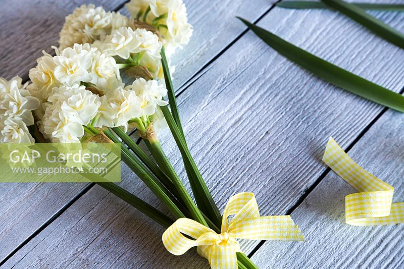 A tied bunch of Narcissus 'Erlicheer' with yellow ribbon