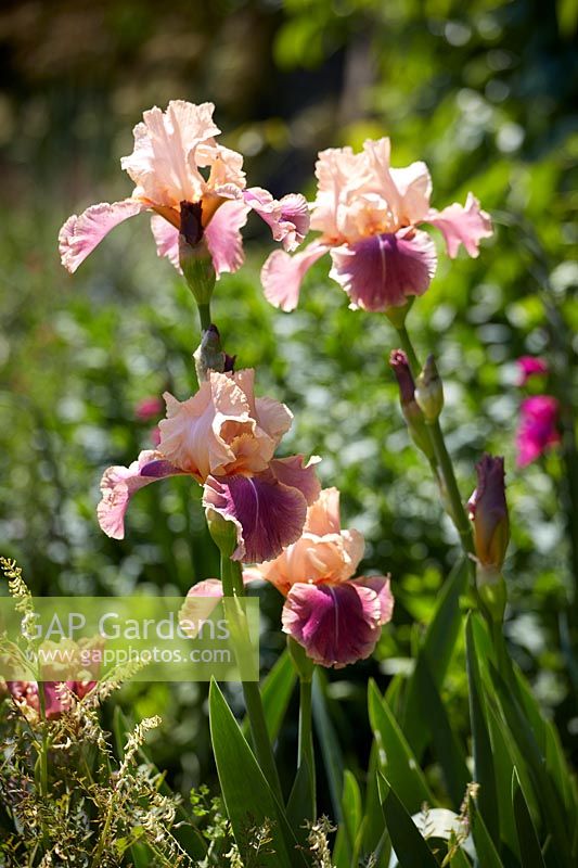 Iris germanica 'Carnaby'