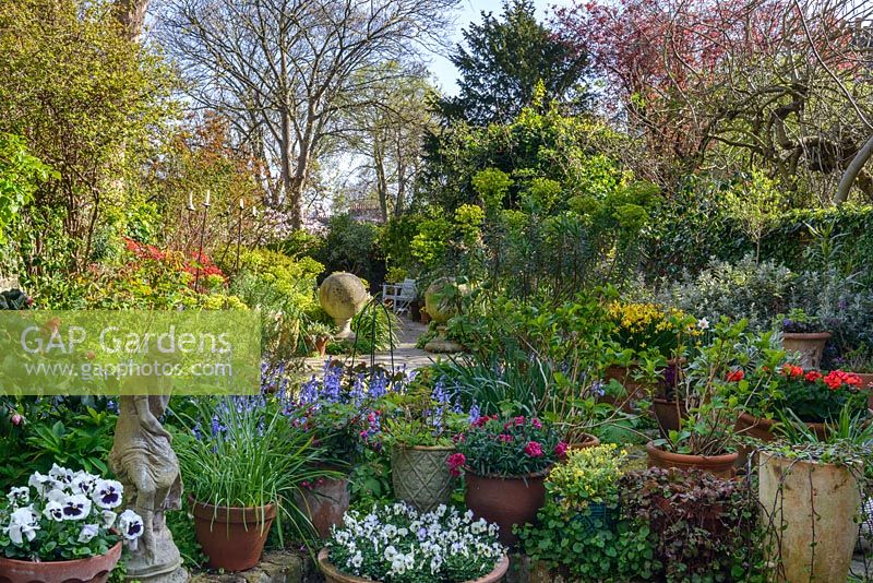 A view towards the garden with trees, Euphorbia, Camellia and pots with Violas, Dianthus and Bluebells surrounding a statue of a woman in ancient greek fashion