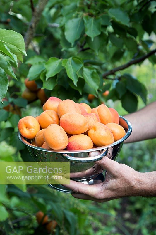 Man holding harvested Apricots in galvanised colander