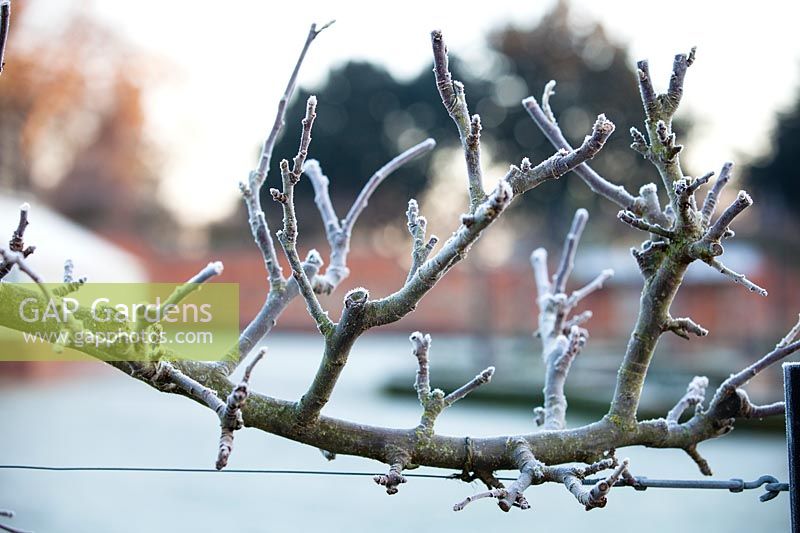 Malus - Espalier trained apple tree