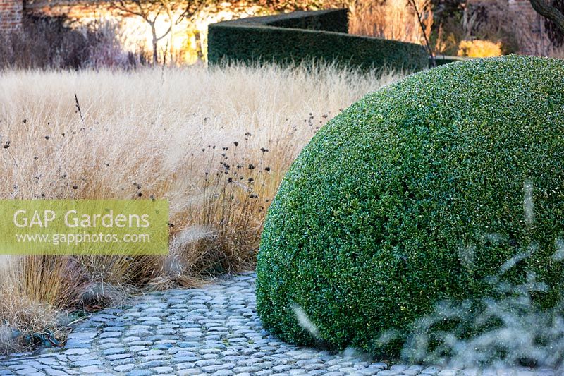 Domed box topiary with Molinia caerulea 'Poul Peterson', purple moor grass, and Dianthus carthusianorum, German pink, in winter at Bury Court Gardens, Hampshire. Designed by Piet Oudolf and John Coke.