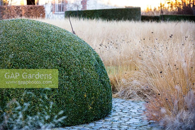 Domed box topiary with Molinia caerulea 'Poul Peterson', purple moor grass, and Dianthus carthusianorum, German pink, in winter at Bury Court Gardens, Hampshire. Designed by Piet Oudolf and John Coke.