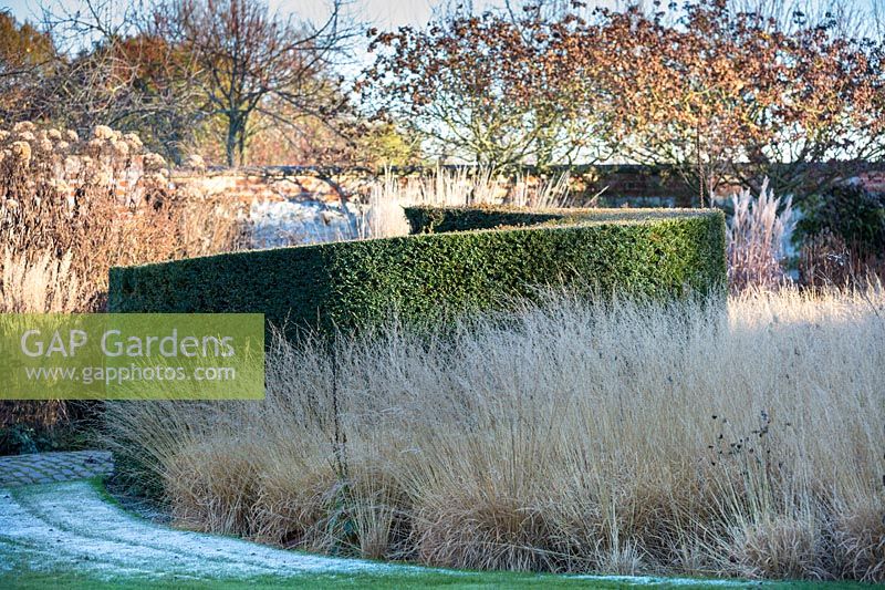 Spiral yew topiary and Molinia caerulea 'Poul Peterson', purple moor grass, in winter in the Courtyard Garden at Bury Court Gardens, Hampshire. Designed by Piet Oudolf and John Coke.