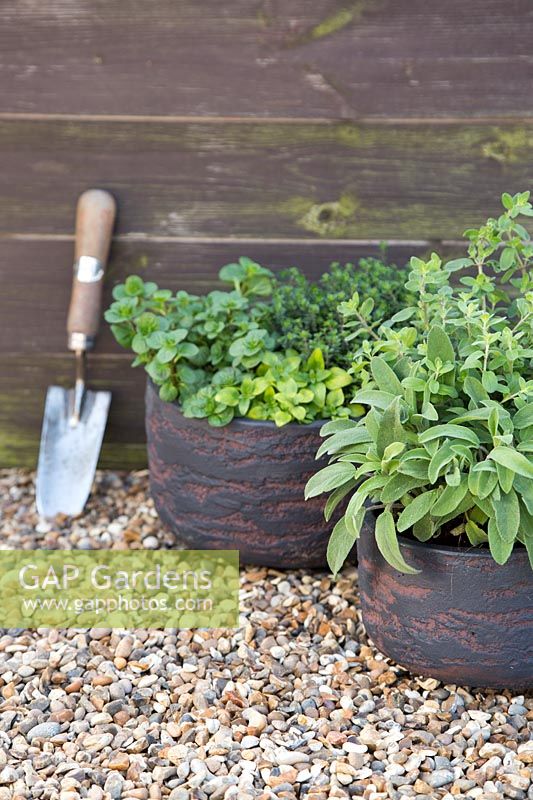 Textured containers planted with mix of herbs including Sage, Oregano and Thyme