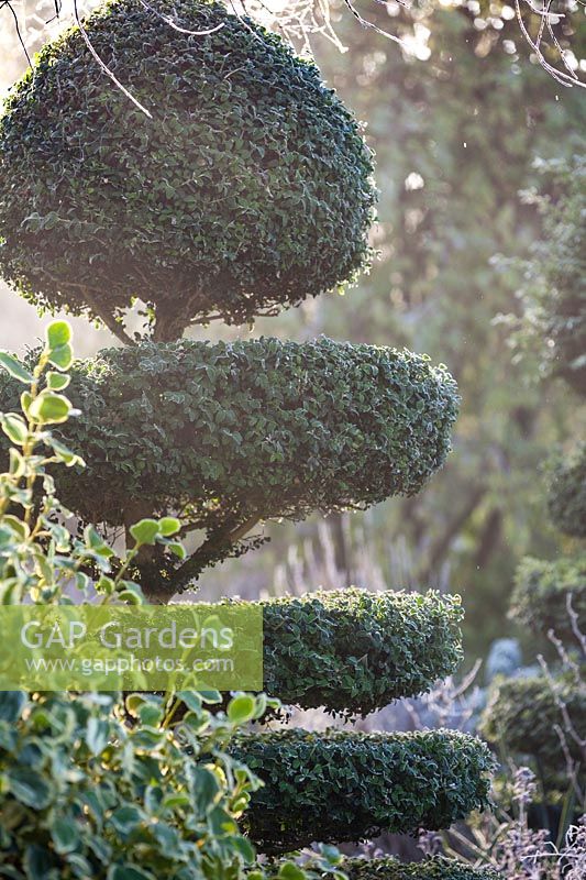 Box topiary with Griselinia littoralis 'Variegata' in Charlotte and Donald Molesworth's garden, Kent, UK.