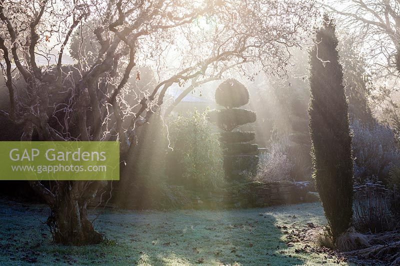 Hazel tree and Box topiary in Charlotte and Donald Molesworth's garden, Kent, UK.