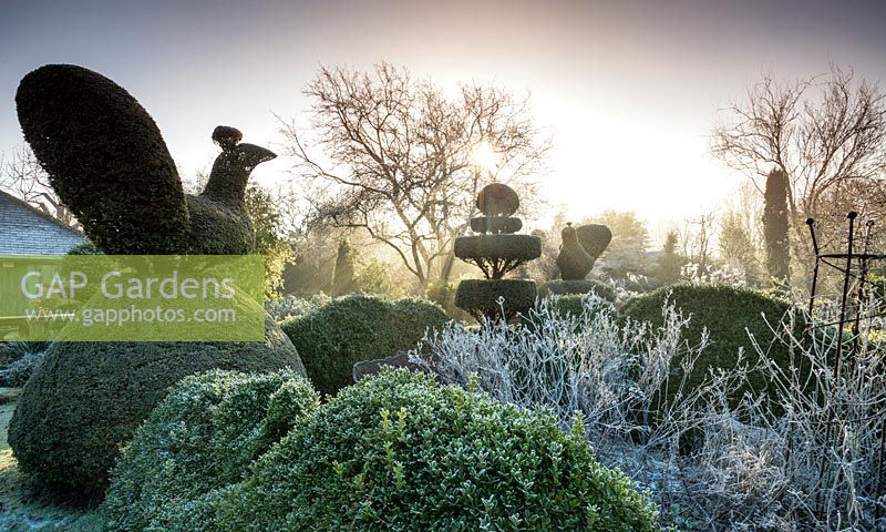 Yew and Box topiary in Charlotte and Donald Molesworth's garden, Kent, UK.