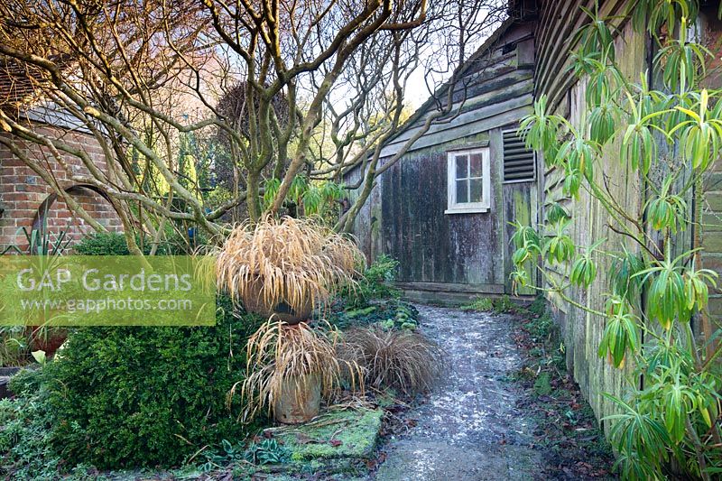 Grasses in containers with Box and Euphorbia mellifera in Charlotte and Donald Molesworth's garden, Kent, UK.