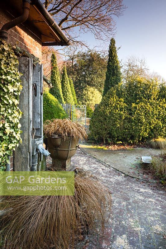 Grasses in containers with Box topiary in Charlotte and Donald Molesworth's garden, Kent, UK.